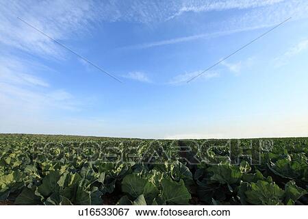 Cabbage Field View Large Photo Image Stock Photo - Cabbage Field. Fotosearch
