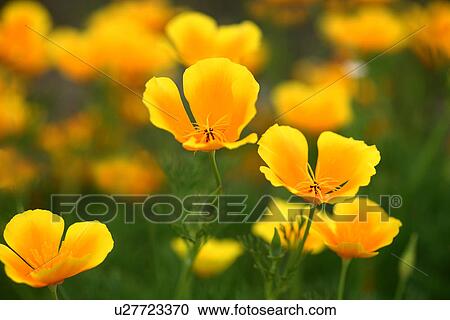 Stock Image - California poppy. Fotosearch