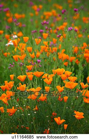 California poppy View Large Photo Image Stock Photography - California poppy. Fotosearch