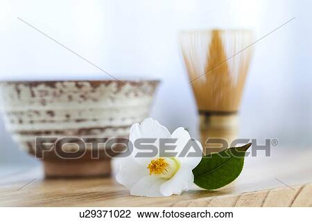 Camellia Flower and Japanese Tea Set View Large Photo Image Stock Image - Camellia Flower and Japanese Tea Set. Fotosearch