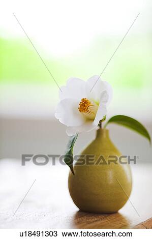 Stock Image - Camellia Flower in Vase. Fotosearch