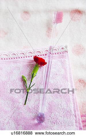 Stock Photo - Carnation and Toothbrush. Fotosearch