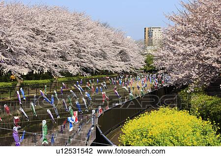 Stock Image - Carp Streamers Decorating River. Fotosearch