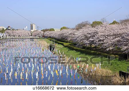 Carp Streamers Decorating River View Large Photo Image Stock Image - Carp Streamers Decorating River. Fotosearch