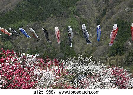 Carp Streamers Over Peach Trees View Large Photo Image Stock Photo - Carp Streamers Over Peach Trees. Fotosearch