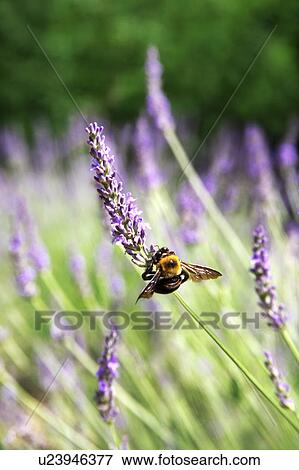 Stock Photo - Carpenter Bee. Fotosearch