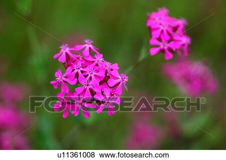 Stock Photo - Catchfly (Silene armeria). Fotosearch