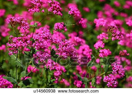 Catchfly (Silene armeria) View Large Photo Image Stock Photo - Catchfly (Silene armeria). Fotosearch