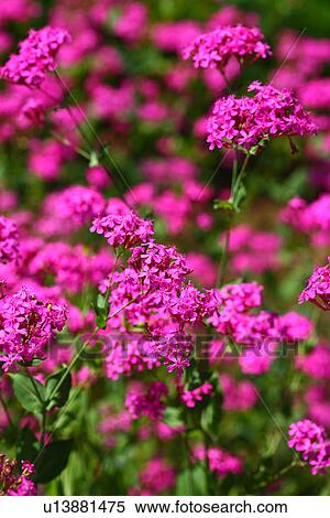 Stock Photography - Catchfly (Silene armeria). Fotosearch