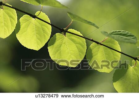 Cercidiphyllum Leaves View Large Photo Image Stock Photo - Cercidiphyllum Leaves. Fotosearch