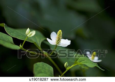 Chameleon Plant Flowers View Large Photo Image Stock Photo - Chameleon Plant Flowers. Fotosearch