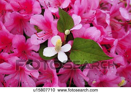 Stock Image - chameleon plant (Houttuynia cordata) and azalea. Fotosearch