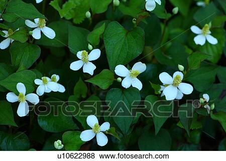 Stock Photo - Chameleon Plant (Houttuynia cordata). Fotosearch