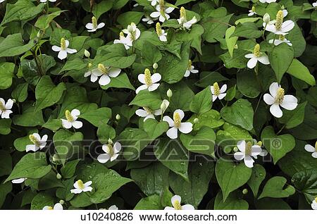 Chameleon plant (Houttuynia cordata) View Large Photo Image Stock Photograph - Chameleon plant (Houttuynia cordata). Fotosearch