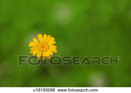 Chamomile Flower View Large Photo Image Stock Photo - Chamomile Flower. Fotosearch