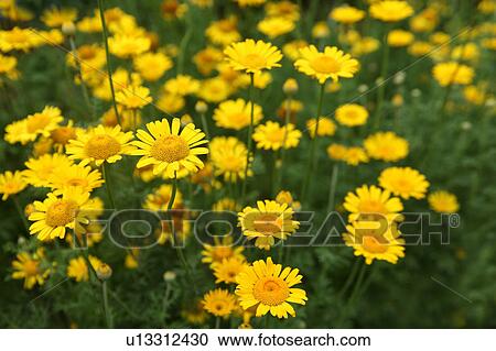 Stock Image - Chamomile Flowers. Fotosearch