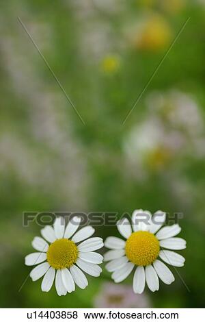 Stock Photo - Chamomile Flowers. Fotosearch