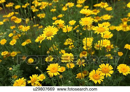 Stock Photo - Chamomile Flowers. Fotosearch