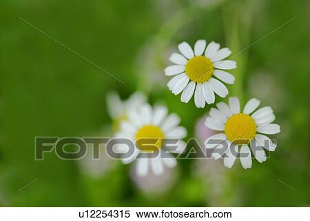 Stock Photography - Chamomile Flowers. Fotosearch