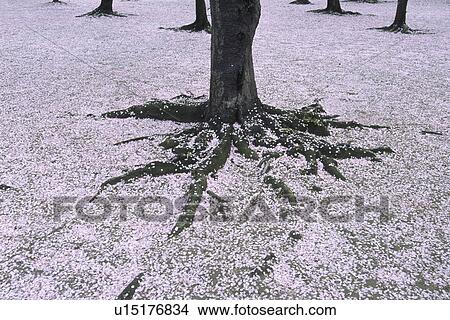 Cherry blossom petals on tree trunk, Okayama Prefecture, Japan View Large Photo Image Picture - Cherry blossom petals on tree trunk, Okayama Prefecture, Japan. Fotosearch