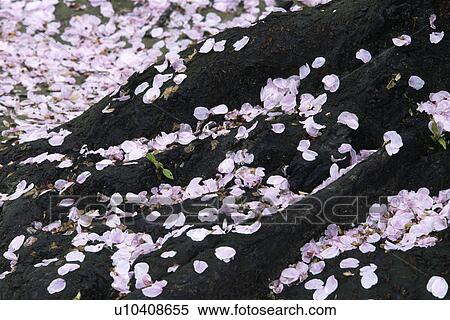 Cherry blossom petals on tree trunk, Okayama Prefecture, Japan View Large Photo Image Stock Photography - Cherry blossom petals on tree trunk, Okayama Prefecture, Japan. Fotosearch