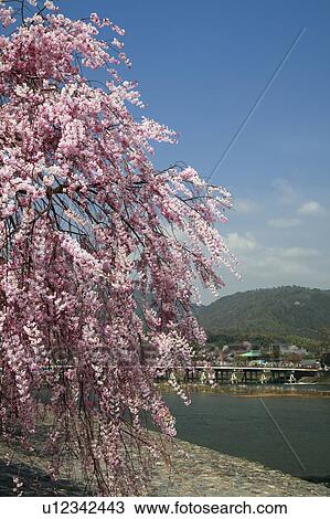 Stock Image - Cherry Blossom Tree by Oi River. Fotosearch