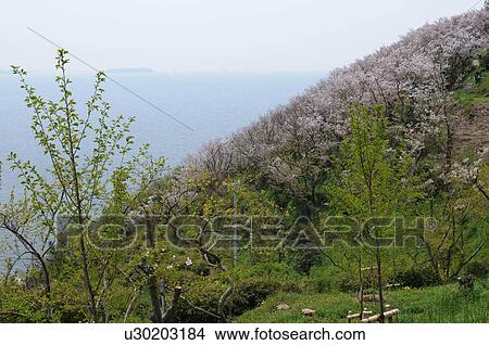Picture - Cherry Blossom Tree Near Coast. Fotosearch