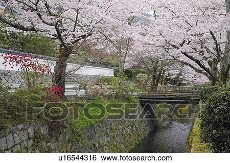 Cherry Blossom Tree Over River View Large Photo Image Stock Photograph - Cherry Blossom Tree Over River. Fotosearch