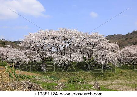 Picture - Cherry Blossom Tree. Fotosearch