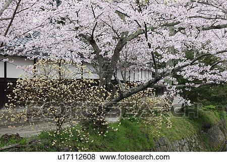 Stock Photo - Cherry Blossom Tree. Fotosearch