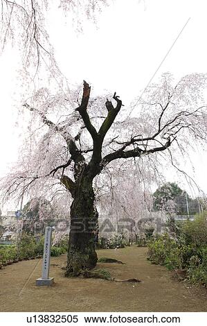 Cherry Blossom Tree View Large Photo Image Stock Photography - Cherry Blossom Tree. Fotosearch