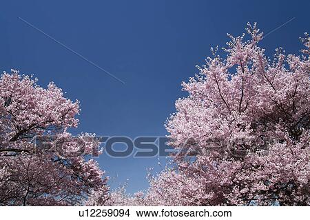 Picture - Cherry Blossom Trees Against Blue Sky. Fotosearch