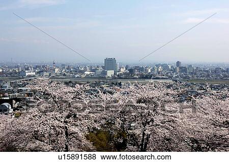 Stock Photo - Cherry Blossom Trees and City. Fotosearch