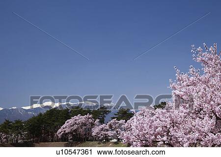 Cherry Blossom Trees and Japanese Alps View Large Photo Image Stock Image - Cherry Blossom Trees and Japanese Alps. Fotosearch