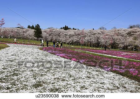 Stock Photo - Cherry Blossom Trees and Moss Pink. Fotosearch
