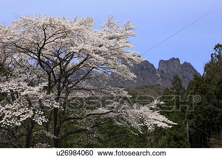 Cherry Blossom Trees and Myogi Mountain View Large Photo Image Stock Image - Cherry Blossom Trees and Myogi Mountain. Fotosearch