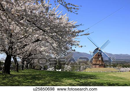 Stock Photo - Cherry Blossom Trees and Old Windmill. Fotosearch