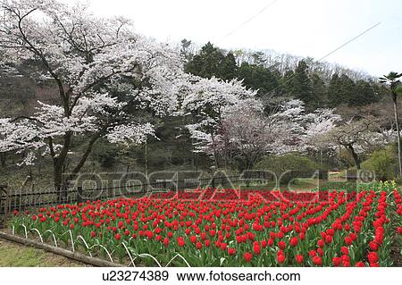 Stock Photo - Cherry Blossom Trees and Tulips. Fotosearch