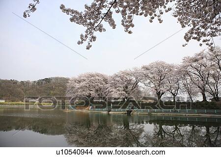 Picture - Cherry Blossom Trees at Kanokawa Pond. Fotosearch