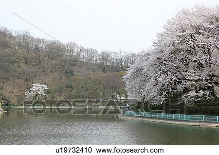Cherry Blossom Trees at Kanokawa Pond View Large Photo Image Stock Image - Cherry Blossom Trees at Kanokawa Pond. Fotosearch
