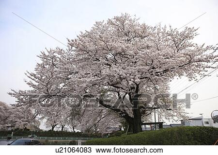 Cherry Blossom Trees at Kanokawa Pond View Large Photo Image Stock Image - Cherry Blossom Trees at Kanokawa Pond. Fotosearch