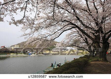 Cherry Blossom Trees at Kanokawa Pond View Large Photo Image Stock Photo - Cherry Blossom Trees at Kanokawa Pond. Fotosearch