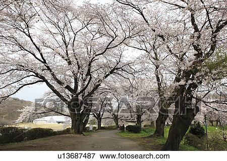 Cherry Blossom Trees at Kanokawa Pond View Large Photo Image Stock Photo - Cherry Blossom Trees at Kanokawa Pond. Fotosearch