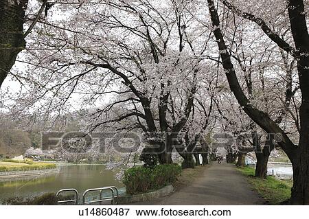 Cherry Blossom Trees at Kanokawa Pond View Large Photo Image Stock Photo - Cherry Blossom Trees at Kanokawa Pond. Fotosearch