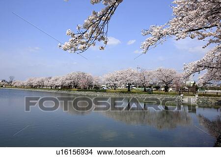 Cherry Blossom Trees by Lake View Large Photo Image Picture - Cherry Blossom Trees by Lake. Fotosearch