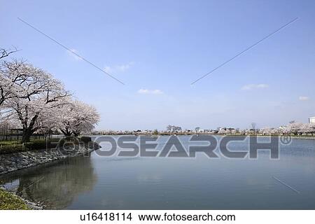 Picture - Cherry Blossom Trees by Lake. Fotosearch