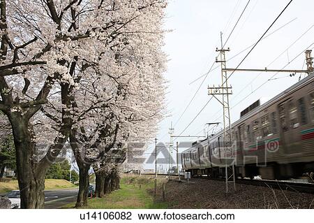Cherry Blossom Trees by Railline View Large Photo Image Stock Image - Cherry Blossom Trees by Railline. Fotosearch