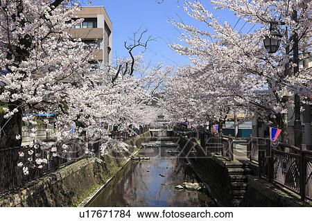 Picture - Cherry Blossom Trees by Yasegawa River. Fotosearch