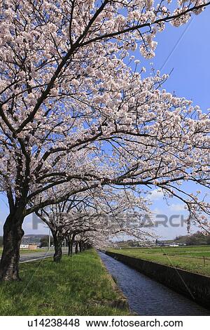 Cherry Blossom Trees by Yasegawa River View Large Photo Image Stock Photo - Cherry Blossom Trees by Yasegawa River. Fotosearch