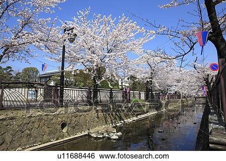 Stock Photograph - Cherry Blossom Trees by Yasegawa River. Fotosearch